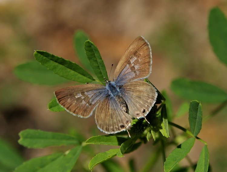 Leptotes pirithous ?